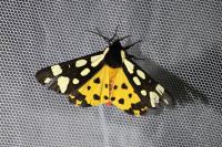Arctia villica