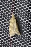 Cnephasia