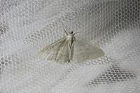 Idaea subsericeata
