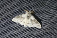 Calliteara pudibunda