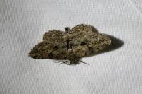 Peribatodes rhomboidaria