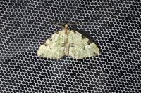 Colostygia pectinataria