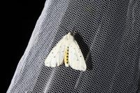 Spilosoma lubricipeda
