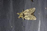Peridea anceps