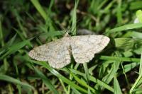 Hypomecis punctinalis