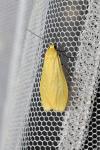 Wittia sororcula