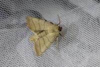Charanyca trigrammica