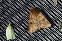 Diarsia rubi
