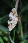 Plagodis dolabraria