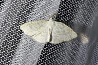 Cabera exanthemata