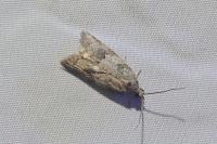 Cnephasia incertana