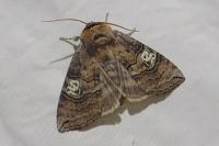 Tethea ocularis