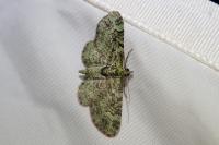 Pasiphila rectangulata