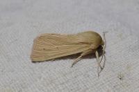 Mythimna pallens