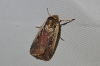 Ochropleura plecta