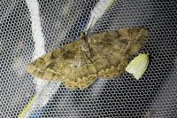 Alcis repandata
