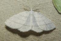 Cabera pusaria