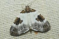 Plemyria rubiginata