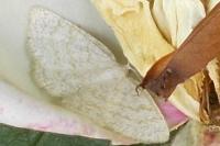 Cabera exanthemata