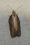 Acleris hastiana