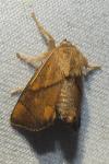 Apoda limacodes