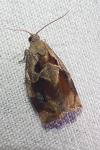 Archips crataegana