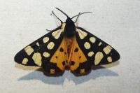 Arctia villica