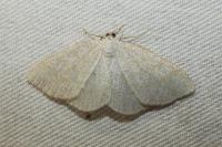 Cabera exanthemata