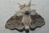 Calliteara pudibunda