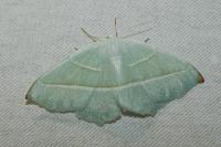 Campaea margaritaria