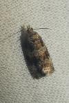 Celypha lacunana