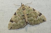 Colostygia pectinataria