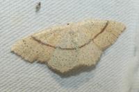 Cyclophora punctaria