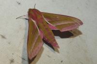 Deilephila elpenor