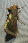 Diachrysia chrysitis