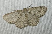 Ectropis crepuscularia
