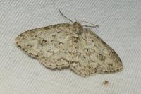 Ectropis crepuscularia