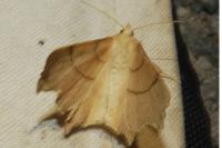 Ennomos erosaria