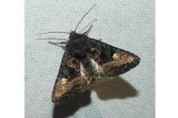 Euplexia lucipara