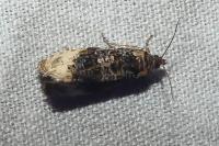 Hedya ochroleucana