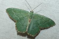 Hemithea aestivaria