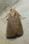 Hoplodrina ambigua