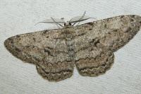Hypomecis roboraria