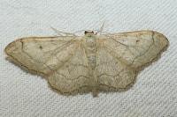 Idaea aversata