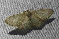 Idaea aversata