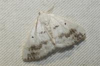 Lomographa temerata