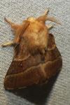 Malacosoma neustria