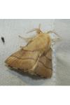 Malacosoma neustria