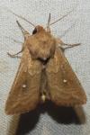 Mythimna albipuncta