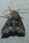 Oligia latruncula/strigilis/versicolor